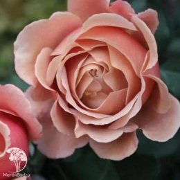  Роза флорибунда Коко Локо