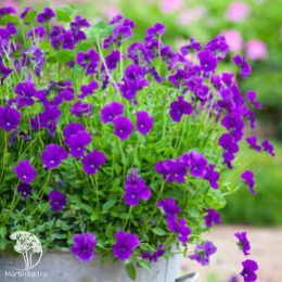 Фиалка Мартин