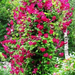 Клематис Карменсита