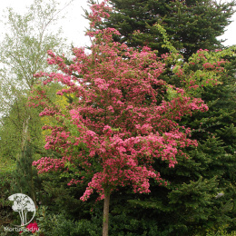 Боярышник средний Рубра Плена на штамбе