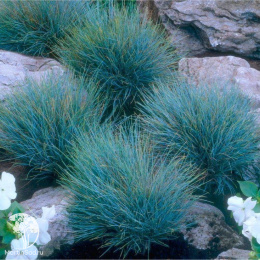 Овсяница сизая Лазурит