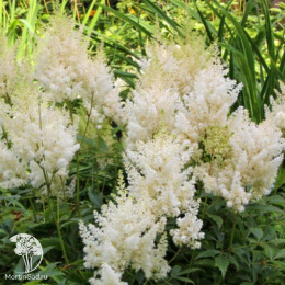 Астильба Арендса Вейси Глория