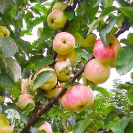 Яблоня обыкновенная Грушовка Московская