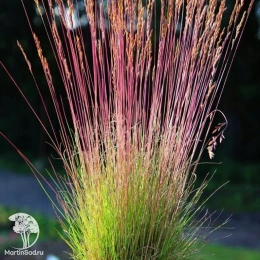 Овсяница Валберла