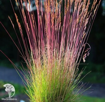 Фото Овсяница Валберла