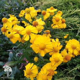 Гелениум Фаэтон (хупа, золотисто-желтый) Евро