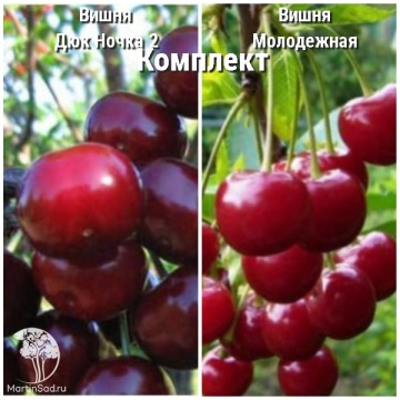 Фото Сверхвыгодный комплект! Вишня (Дюк) Ночка-2 + опылитель вишня Молодёжная
