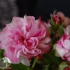 Роза дамасская Блюш Дамаск фото 1 