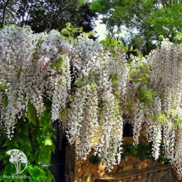 Глициния китайская Техас Вайт
