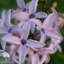 Сирень авганика на штамбе