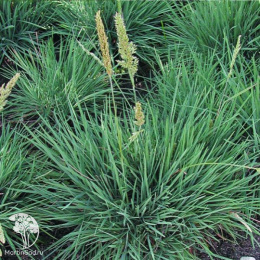 Колерия сизая Кулио