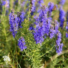 Иссоп лекарственный синий