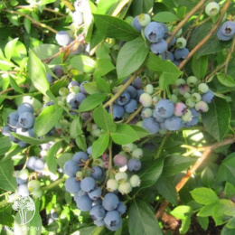 Голубика высокорослая Река