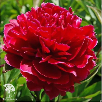 Фото Пион молочноцветковый Ред Сара Бернар