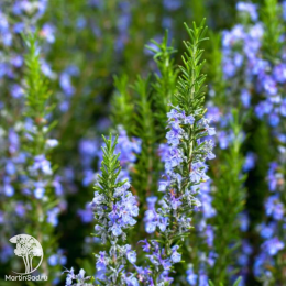 Набор для мяса розмарин лекарственный + шалфей Мерло Блю