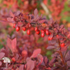 Барбарис Тунберга (Berberis thunbergii) фото 3 
