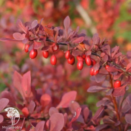 Барбарис Тунберга (Berberis thunbergii)