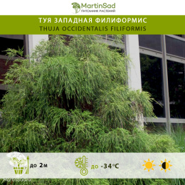 Туя западная Филиформис