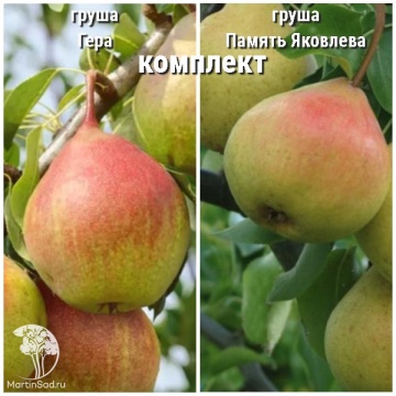 Фото Груша Гера + опылитель Груша Память Яковлева