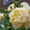 Роза полиантовая Еллоу Фейри фото 2 