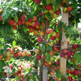 Слива гибрид Кубанская комета со Скороплодной