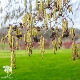 Ольха серая