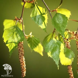 Берёза пушистая Аурея