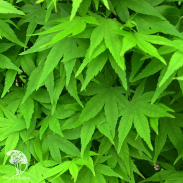 Клён пальмолистный Руисен