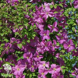 Клематис Мазурек