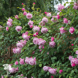 Роза Английская Спирит оф Фридом