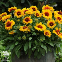 Гайлардия крупноцветковая  Меса Брайт Биколор