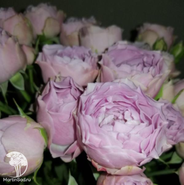 Фото Роза Лавендер Бабблс