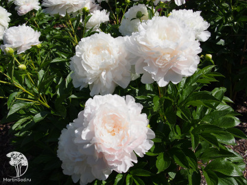 Фото Пион Мунстоун