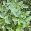 Mentha Мята Мёд фото 2 