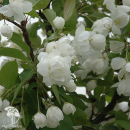 Яблоня декоративная Мадонна