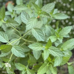 Mentha Мята Мёд