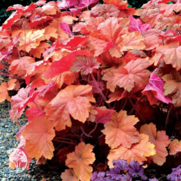 Гейхера Саузен Комфорт