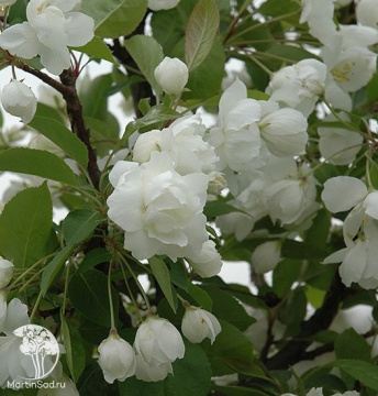 Фото Яблоня декоративная Мадонна