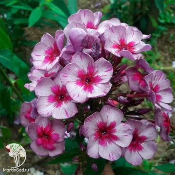 Фото Флокс метельчатый Старый Маяк