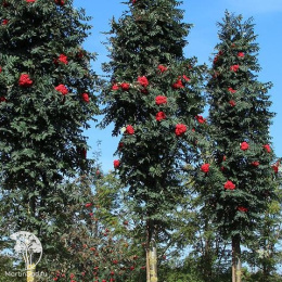 Рябина обыкновенная Фастигиата на штамбе