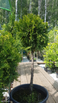 Фото Туя Корник на штамбе