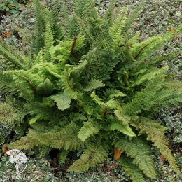 Многорядник щетинковый