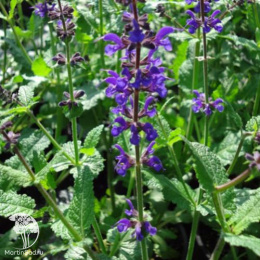 Шалфей дубравный Виола Клозе