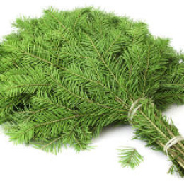 Лапник пихты Нордмана