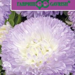 Астра Баллон серебристо-голубой, однолетняя (густомахровая) серия Эксклюзив