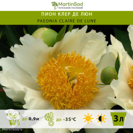 Пион Клер де Люн