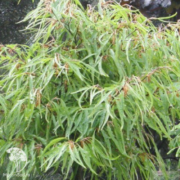  Бук европейский Мерседес на штамбе