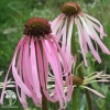 Echinacea Эхинацея пурпурная Лебёдушка фото 1 