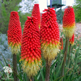 Книфофия ягодная (Тритома) Селиана