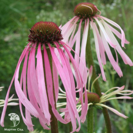 Echinacea Эхинацея пурпурная Лебёдушка